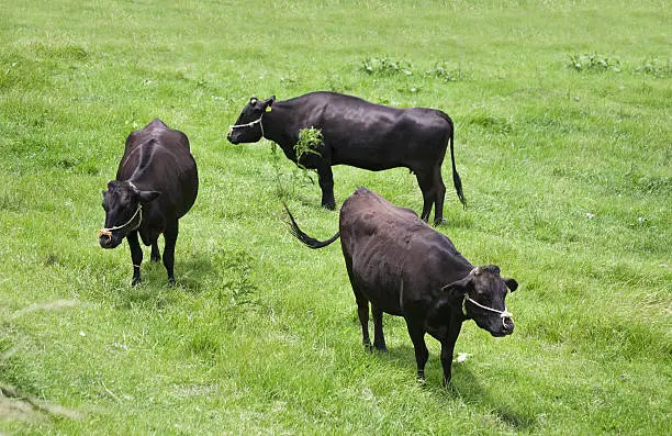 Three shorthorn cattles