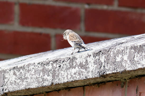 istock Common Redpoll (Acanthis flammea) holds nest grass in its beak. Spring time. 1229303618