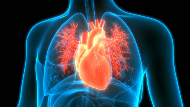 anatomie cardiaque du système circulatoire humain - coeur photos et images de collection