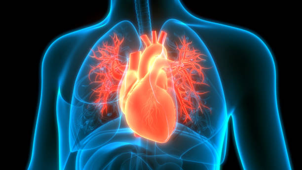 anatomia cardiaca del sistema circolatorio umano - physical checkup immagine foto e immagini stock