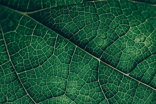 Closeup leaf texture. Green tropical plant close-up. Abstract natural floral background Selective focus, macro. Flowing lines of leaves