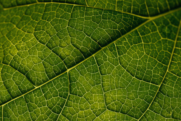 istock Closeup leaf texture. Abstract natural floral background Selective focus, macro 1229346260
