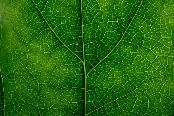 istock Closeup leaf texture. Abstract natural floral background Selective focus, macro 1229346261