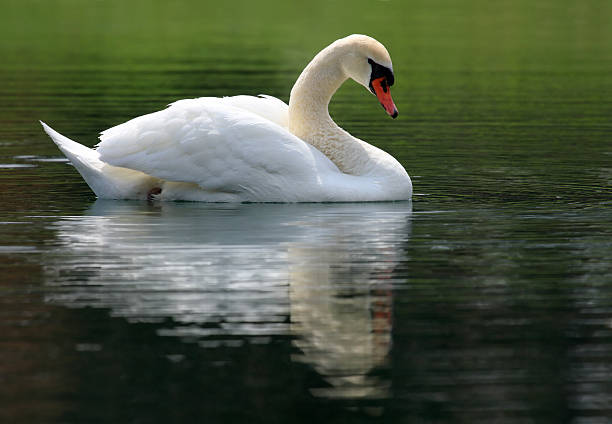 лебедь на озеро - water surface standing water swan mute swan стоковые фото и изображения
