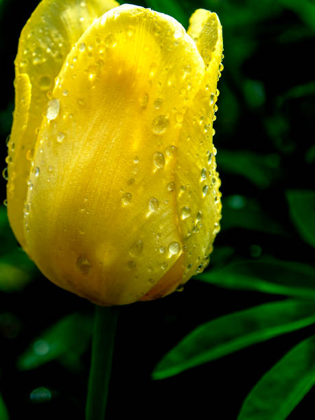 istock yellow Tulip with drops after rain 1229442781
