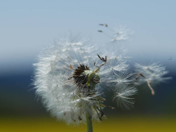 istock fantastic flying seed of a dandelion 1229477595