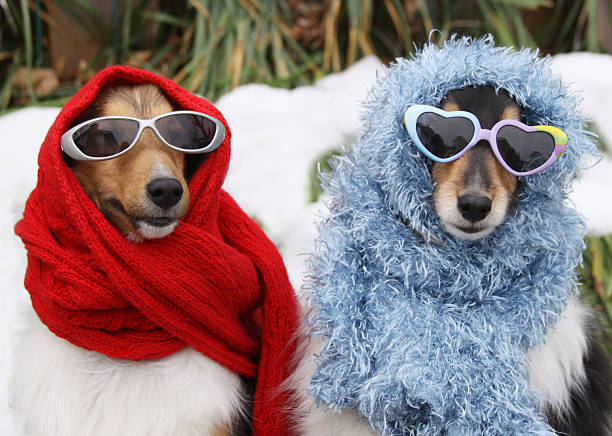 Two Shetland Sheepdogs Wearing Sunglasses and Scarves in Winter On a snowy day, two Shetland Sheepdogs are all dressed up in scarves and sunglasses. two animals photos stock pictures, royalty-free photos & images