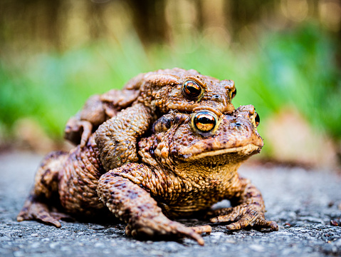 A pair of toads on the trail is a model