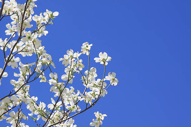 Dogwood Blossoms Against Blue Sky With Copy Space  dogwood trees stock pictures, royalty-free photos & images