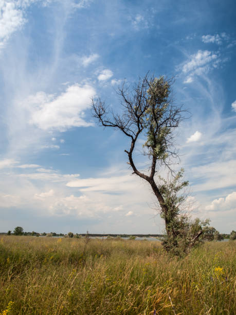 istock Lone tree with dry branches in the field in cloudy blue sky background 1229571853