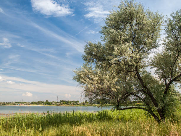 istock Lone tree with branches covered with thick foliage in the field 1229571957