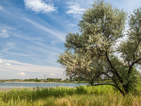 Lone tree with branches covered with thick foliage in the field on river and cloudy blue sky background at summer day