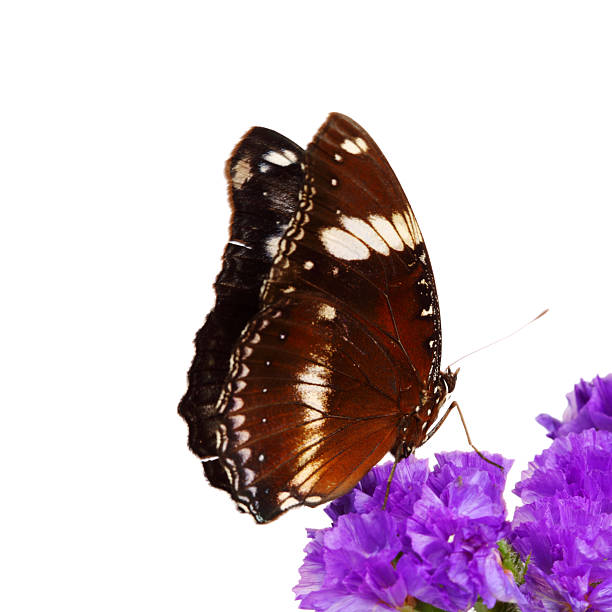 istock hypolimnas bolina 122957977