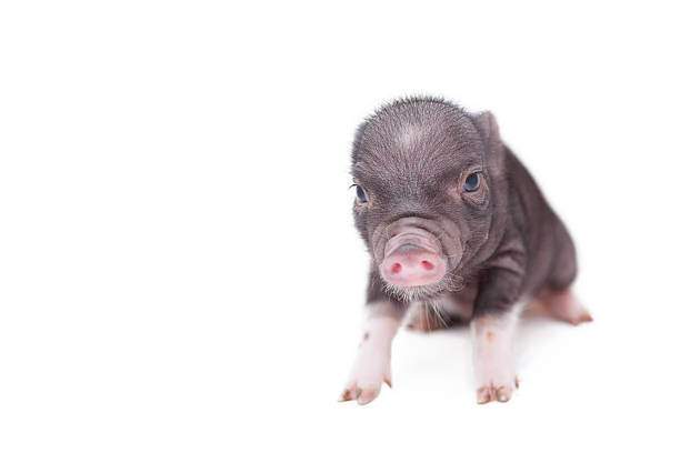 newborn piglet - hangbuikzwijn stockfoto's en -beelden