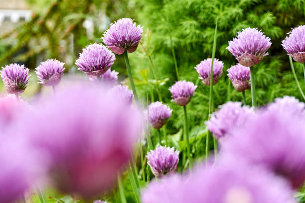 istock Chives in bloom with purple flowers 1229613284
