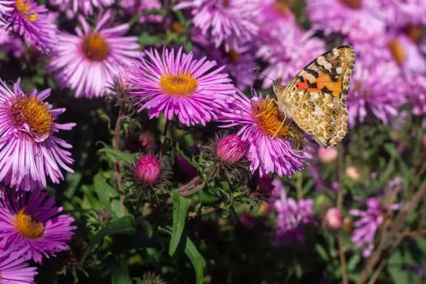 Painted lady butterfly with wings closed foraging for nectar on colorful purple flowers in close up