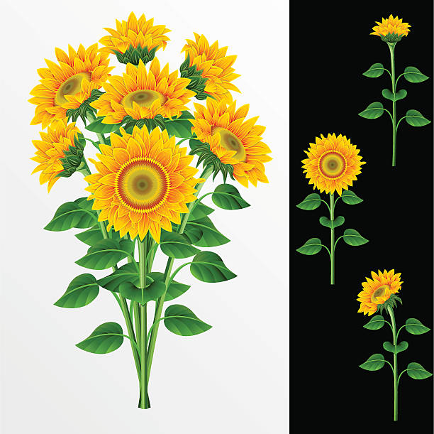 bouquet vector art illustration