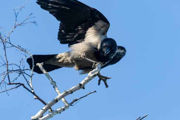 un giovane corvo con ali spalanche si siede sul bordo di un ramo e apre il becco molto largo in previsione del cibo. - crows nest foto e immagini stock