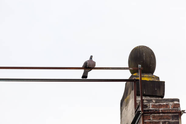 istock Pigeon stay on the roof 1229766307