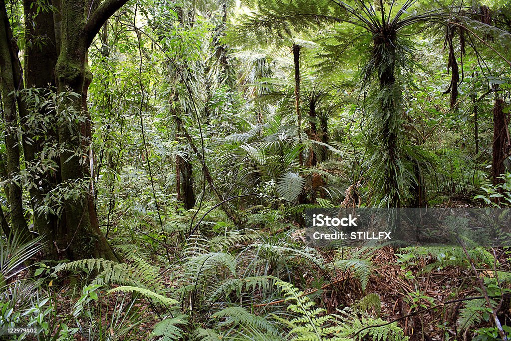 Dschungel - Lizenzfrei Baum Stock-Foto