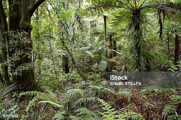 Dschungel Stockfoto und mehr Bilder von Baum - Baum, Baumbestand, Botanik