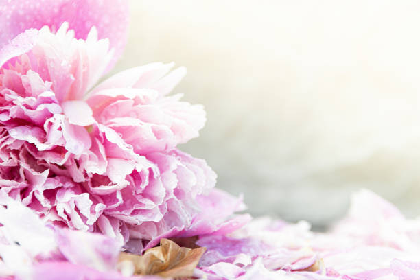 pink peony petals with dew drops, romantic gift, wedding atmosphere