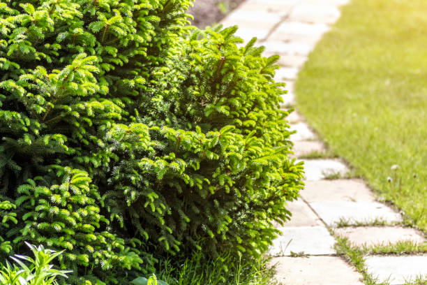 istock Decorative fir branch 1229877726