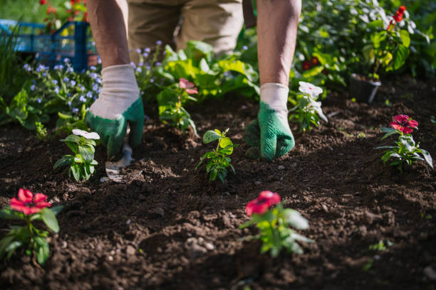istock Planting Beautiful Flowers In Garden, 1229882886