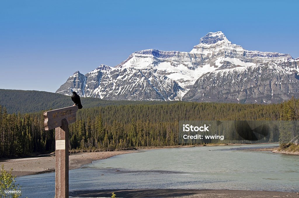 Sign, Raven, and Mountain A sign giving the name and elevation of a mountain, Mt. Christi,  with a raven roosting upon the sign. The Athabasca River is in the foreground. Alberta Stock Photo