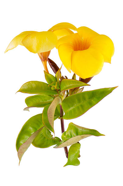 istock Yellow flowering Mandevilla 122990324