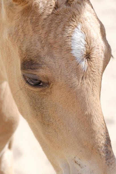 tête d’un poulain de cheval d’équitation nouveau-né à la cour de ferme, partie du corps, couleur dun jaune - tête dun animal photos et images de collection