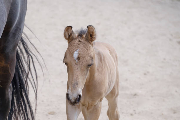tête d’un poulain de cheval d’équitation nouveau-né à la cour de ferme, partie du corps, couleur dun jaune - corps dun animal photos et images de collection