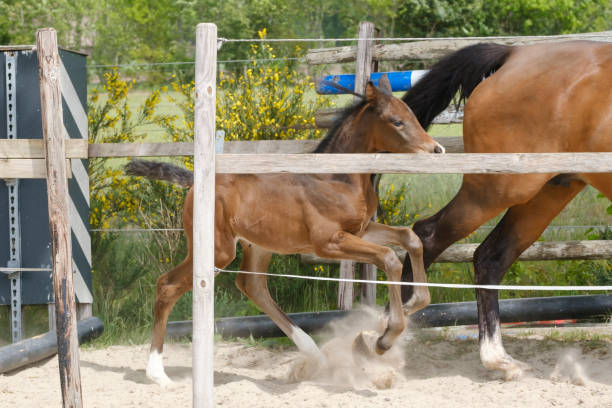 istock One week old mare foal is playing, she jumps over an obstacle, behind a fence, happy active brown foal 1229927072