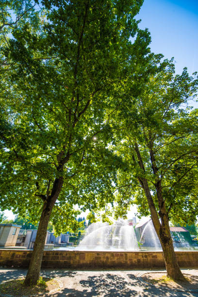 istock View through 2 trees on a water feature in full sun 1229931869