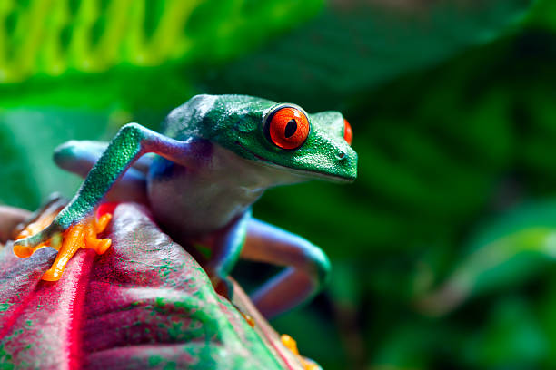 Red-Eyed Tree Frog stock photo