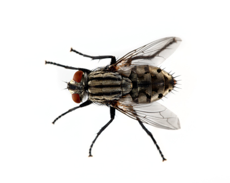 Side View Of A Fly Isolated On A White Background