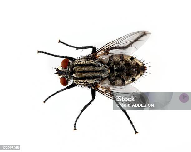 Mosca - Fotografias de stock e mais imagens de Mosca - Mosca, Inseto, Figura para recortar