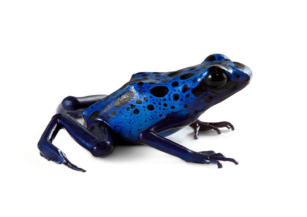 Blue Poison Dart Frog stock photo