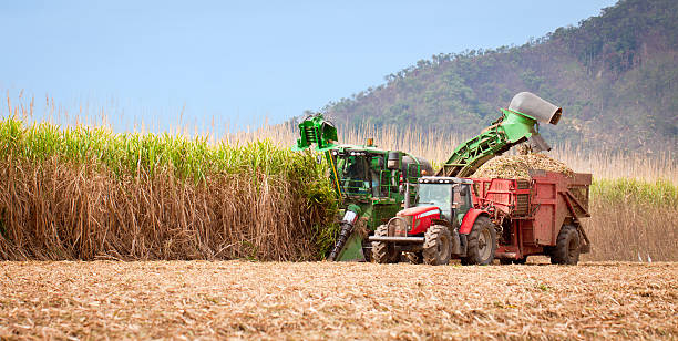 Sugar cane harvest Sugar cane harvest in tropical Queensland, Australia queensland stock pictures, royalty-free photos & images
