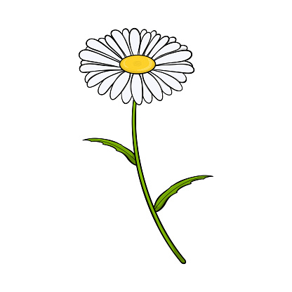 Chamomile flower. Isolated on white background. Vector illustration.