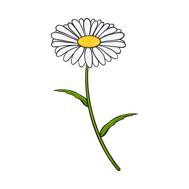 554 Single Daisy Flower Cartoon Illustrations & Clip Art - iStock