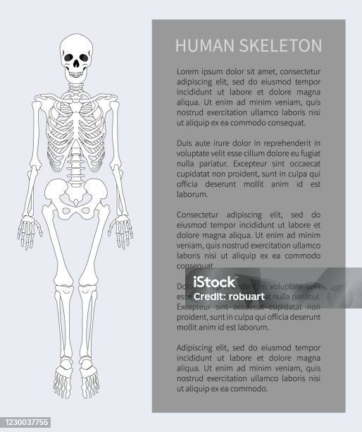 Skeleton Textmap Human Skeleton Text Banner Vector Illustration Stock Illustration ...