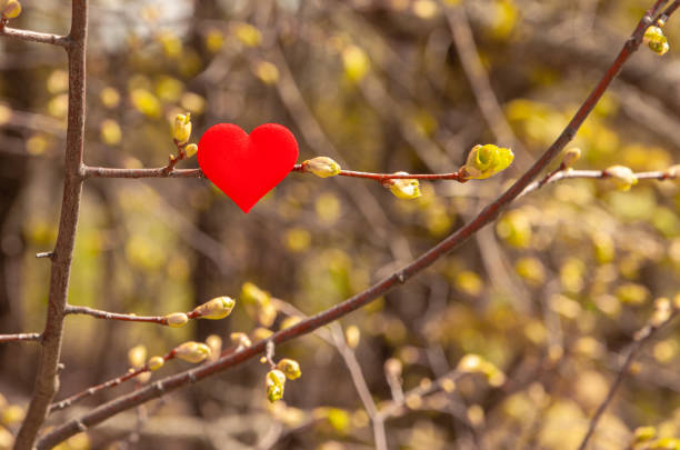 istock Red heart on a tree in spring. Love nature concept 1230060890