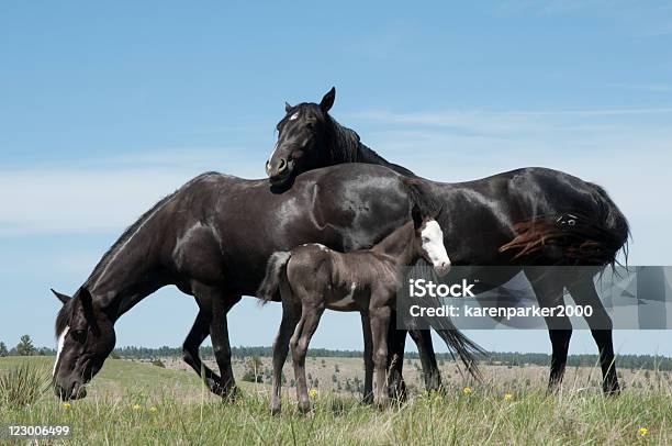 Gleaming Black Trio Of Spanish Mustangs Stock Photo - Download Image Now - Animal, Appaloosa Horse, Black Hills