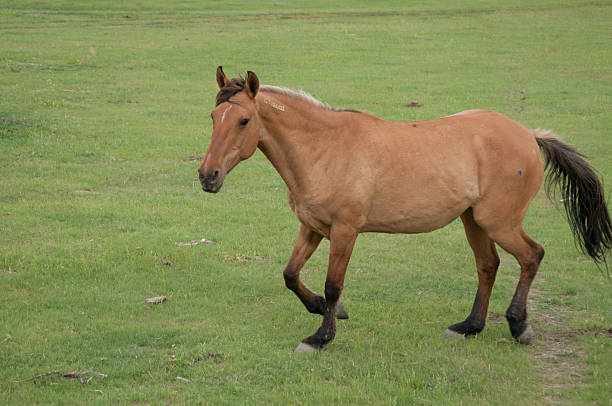 Kiger Mustang Mare Di Suaka Kuda Liar Black Hills Foto Stok - Unduh Gambar Sekarang - Amerika Serikat - Amerika Utara, Black Hills, Dakota Selatan - iStock