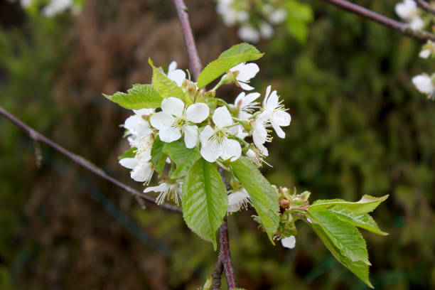 istock White flowers on a branch of a cherry tree 1230093702