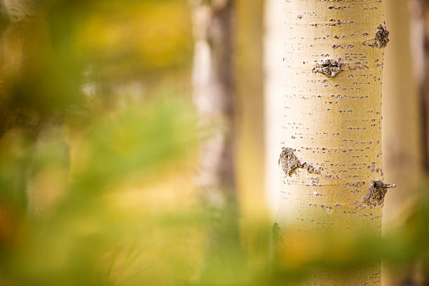 Nature background stock photo