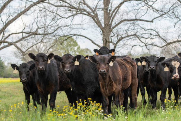 istock Herd of Angus crossbred calves 1230139882