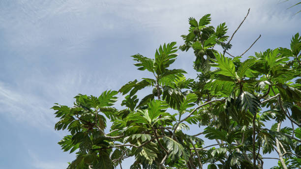 istock Breadfruit (Artocarpus altilis) on the tree. This fruit has no seeds and has a soft part, which resembles bread after being cooked or fried 1230150539
