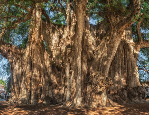 istock Arbol del Tule , Montezuma cypress tree in Tule. Oaxaca, Mexico 1230160667
